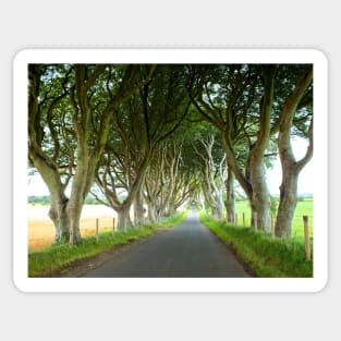 The Dark Hedges, Northern Ireland Sticker